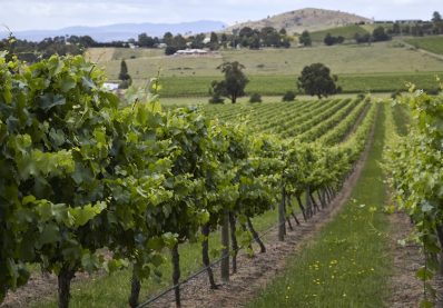 The vineyard and wine industry has had another year of highs and lows