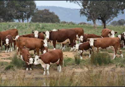 Australia Livestock